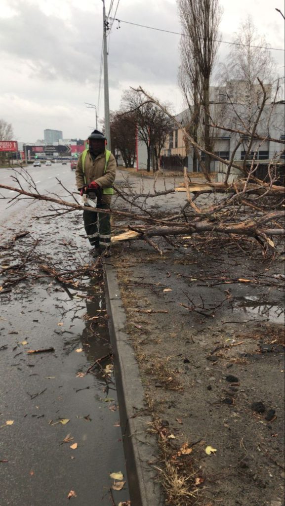 в Харькове упало дерево