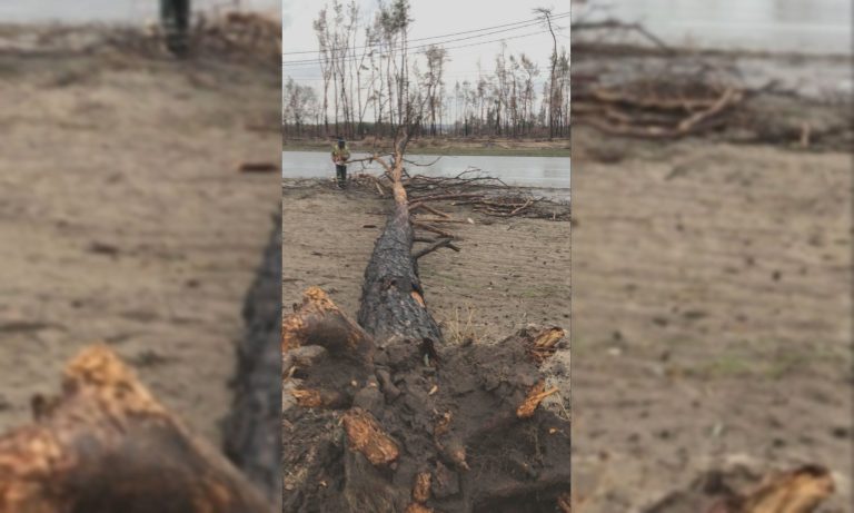 Ураган в Харькове: большая ветка дерева перегородила проезжую часть (фото)