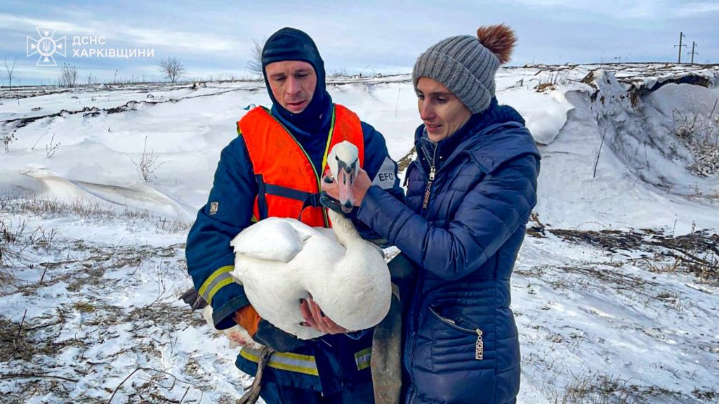 спасли лебедя под Харьковом