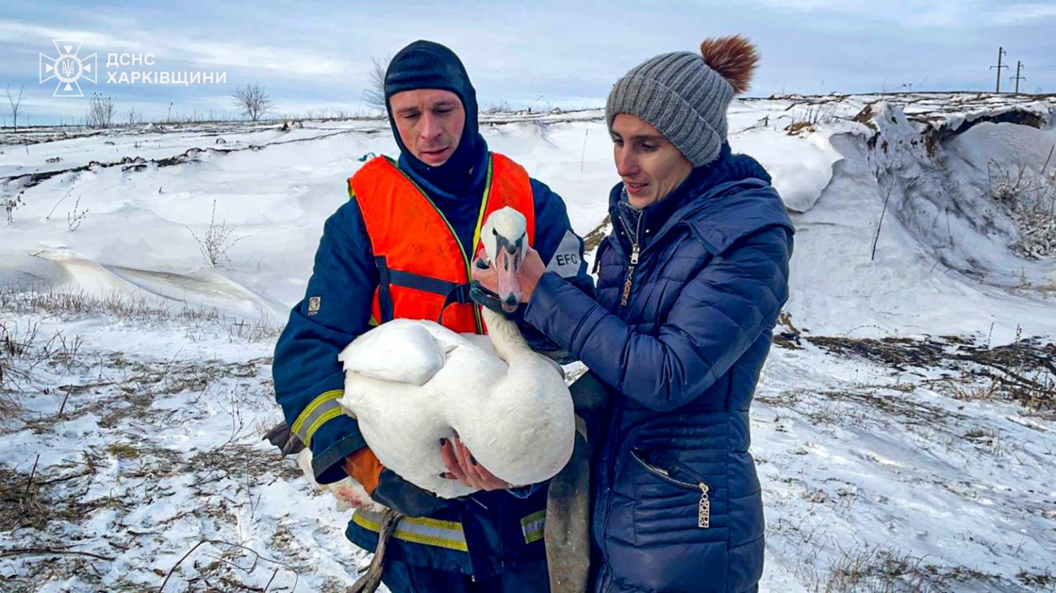 Раненого лебедя спасли из замерзшего пруда под Харьковом (фото)