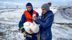 Пораненого лебедя врятували із замерзлого ставка під Харковом (фото)