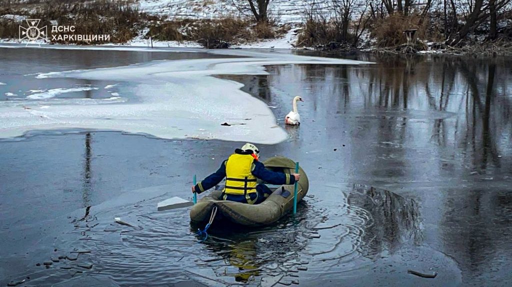 спасли лебедя под Харьковом