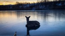 Косулю з крижаної води дістали рятувальники на Харківщині (фото)