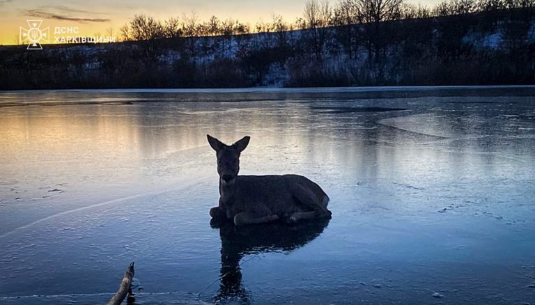 Косулю з крижаної води дістали рятувальники на Харківщині (фото)