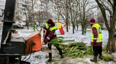 В мусорных баках не оставлять: харьковчанам рассказали, куда выбрасывать елки