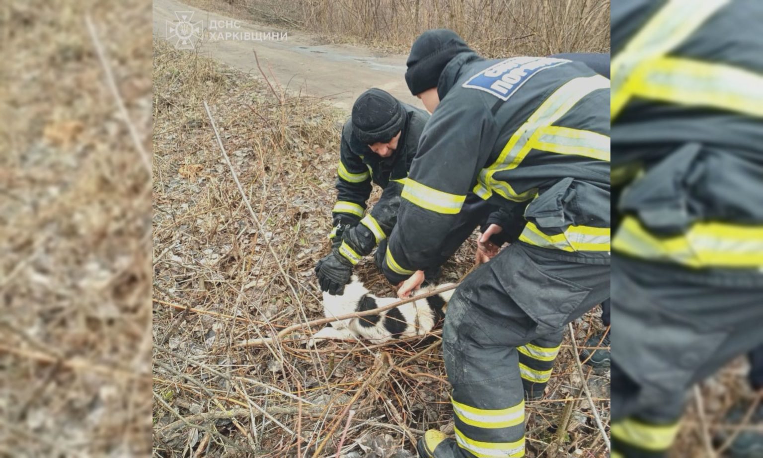 Порятунок чотирилапого на Богодухівщині: у ДСНС показали відео операції