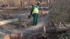 У заповідному лісі в Харкові наводили лад комунальники (фото)