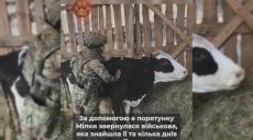 Военная ВСУ спасла раненую корову Милку в Липцах Харьковской области (видео)