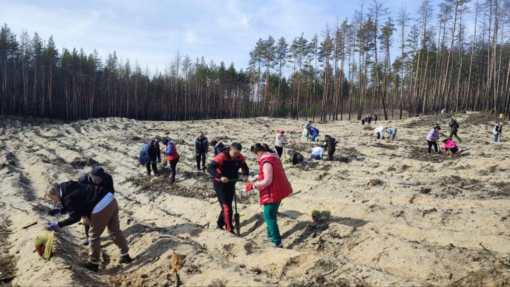 Згорілі ліси Ізюмщини почали відновлювати: про які площі йдеться (відео)