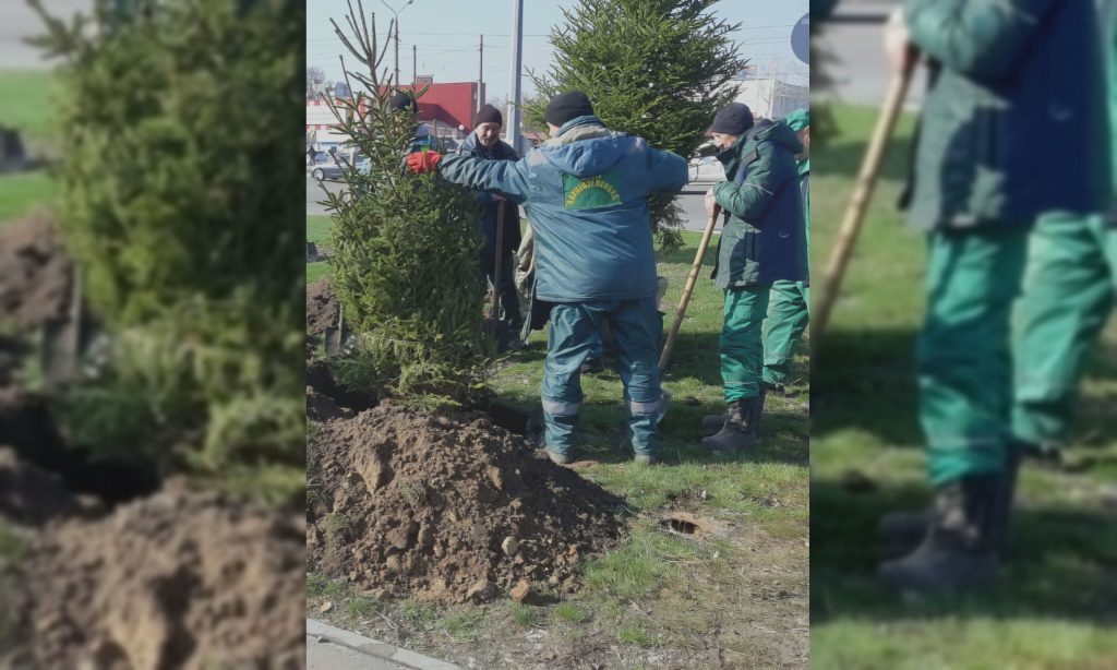 Стало відомо, куди поділи ялинки, що прикрашали Харків у новорічні свята