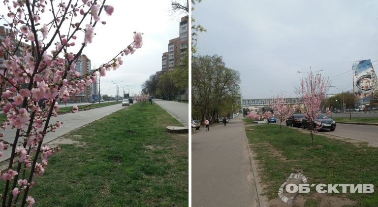 В Харькове зацвели сакуры, высаженные под обстрелами весной 2022-го (фото)