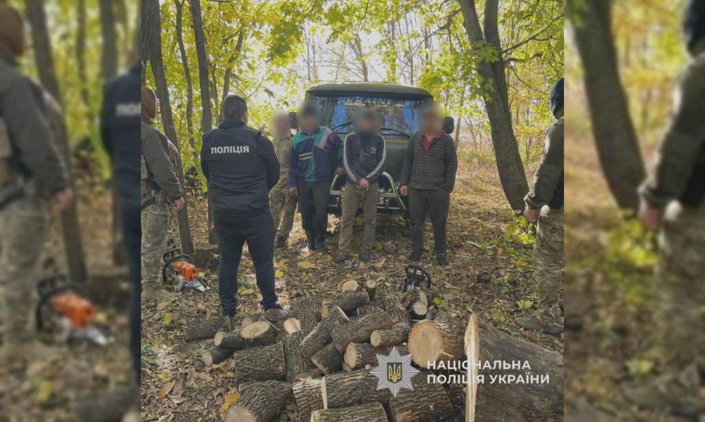 Майже 2 тис. дерев зрубали на Харківщині: що загрожує «чорним лісорубам»